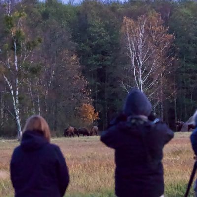 Watching Bison In The Białowieża Forest, Wild Poland