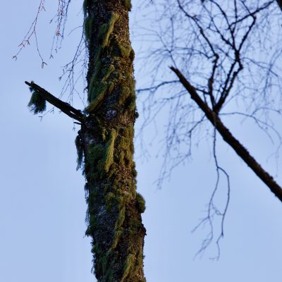 Fishbone Beard Lichen (usnea Filipendula) In The Białowieża Forest, Wild Poland
