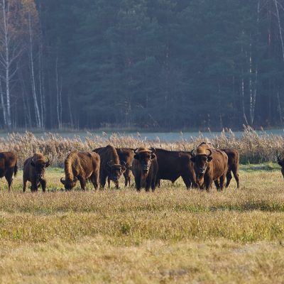 Bison In The Białowieża Forest, Wild Poland