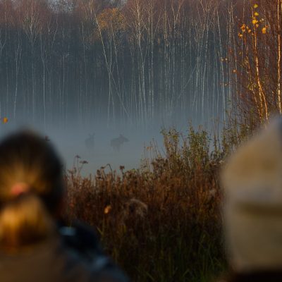 Watching Elk (moose) In The Biebrza Marshes, Wild Poland
