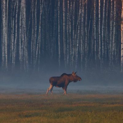 Elk (moose) In The Biebrza Marshes, Wild Poland