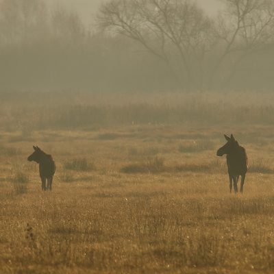 Elk (moose) In The Biebrza Marshes, Wild Poland