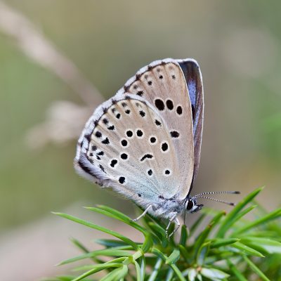 Large Blue (Phengaris Arion) In The Biebrza Marshes, Wild Poland, Photo By Tomasz Jezierczuk