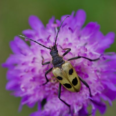 Pachyta Quadrimaculata In The Biebrza Marshes, Wild Poland, Photo By Tomasz Jezierczuk