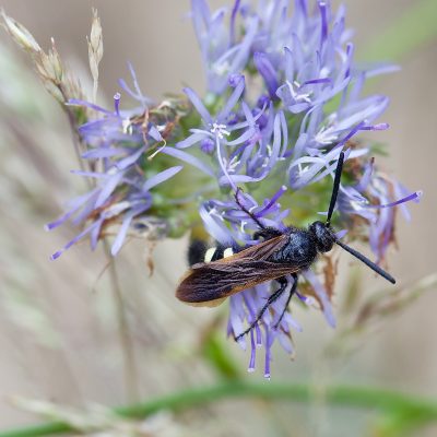 Scolia Sexmaculata In The Biebrza Marshes, Wild Poland, Photo By Tomasz Jezierczuk
