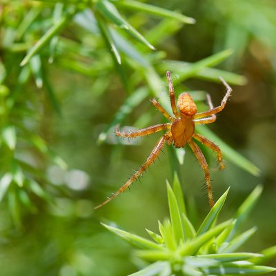 Strawberry Spider (Araneus Alsine) In The Biebrza Marshes, Wild Poland, Photo By Tomasz Jezierczuk