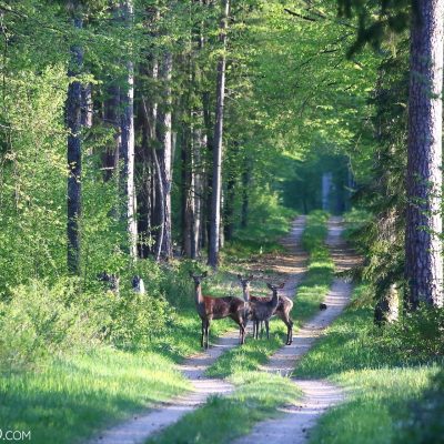 Red Deer In The Białowieża Forest In Spring