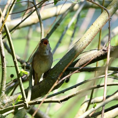 Thrush Nightingale In The Białowieża Forest
