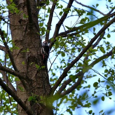 Middle Spotted Woodpecker In The Białowieża Forest