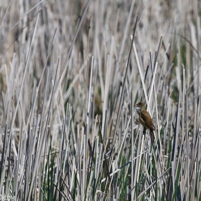 Great Reed Warbler In The Dojlidy Fishponds