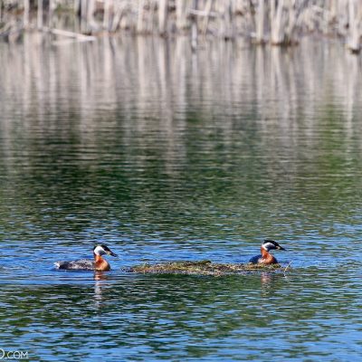 Red-necked Grebes In The Dojlidy Fishponds