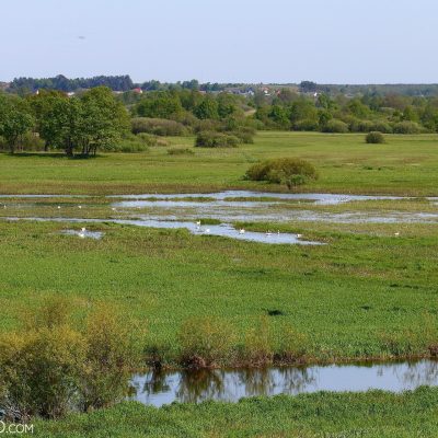 Biebrza Marshes In Spring