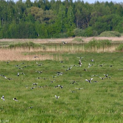 White-winged Terns In The Biebrza Marshes In Spring