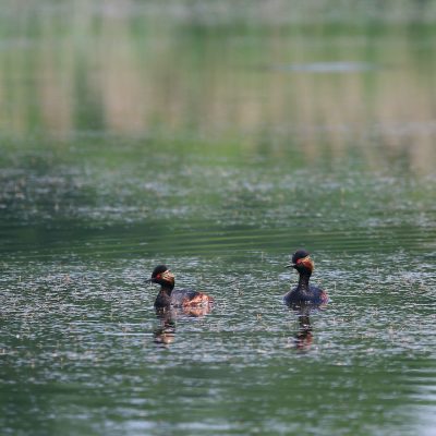 Black-necked Grebes In The Dojlidy Fishponds