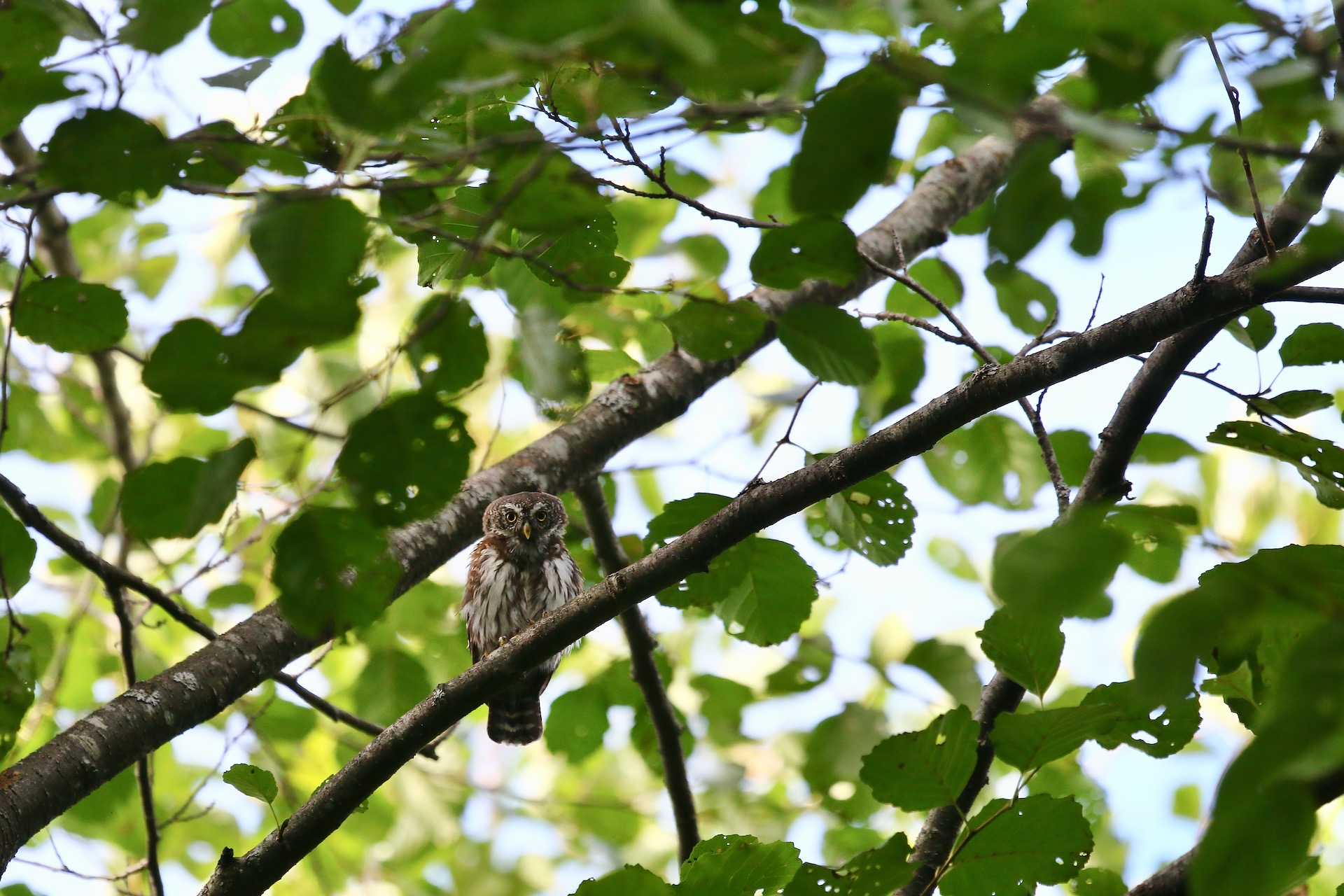 Pygmy Owl in the Białowieża Forest