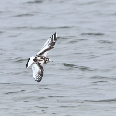 Little Gull In The Baltic Coast, Poland