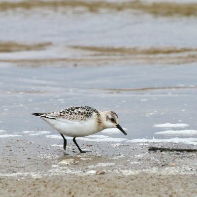 Sanderling In The Baltic Coast, Poland