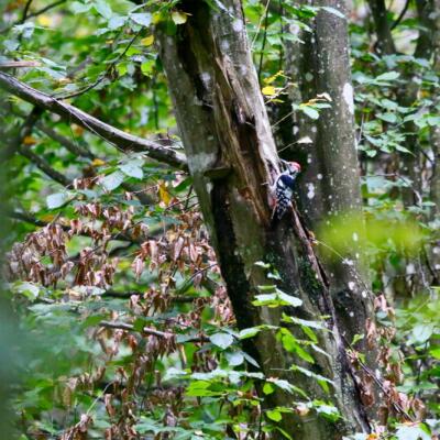 White-backed Woodpecker In The Białowieża Forest