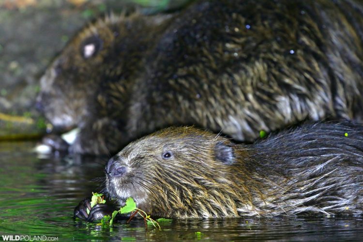 Beavers In The Biebrza Marshes