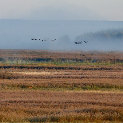 Cranes And Red Deer In The Biebrza Marshes