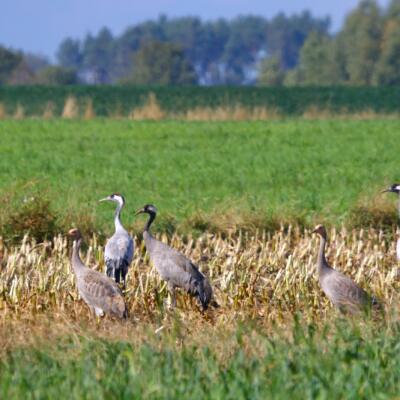 Cranes In The Biebrza Marshes