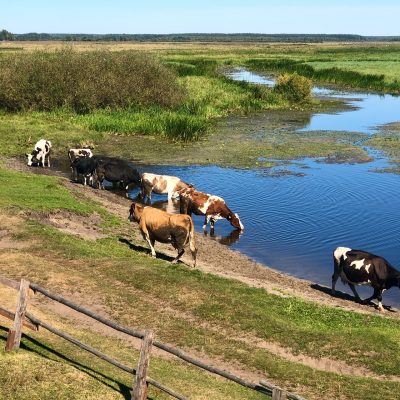 Cows In The Biebrza Marshes