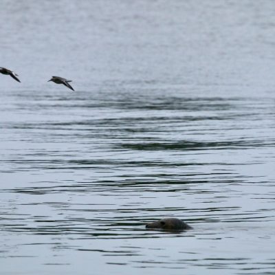 Grey Seal In The Baltic Coast