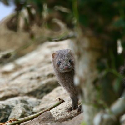 American Mink In The Baltic Coast
