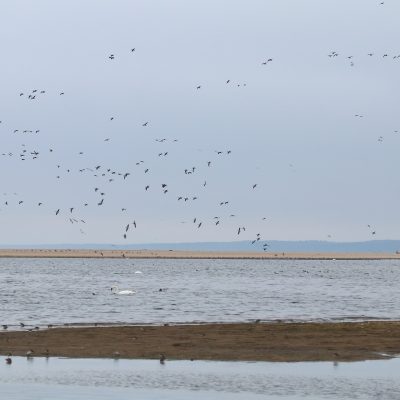 Birdwatching In The Wisła River Mouth