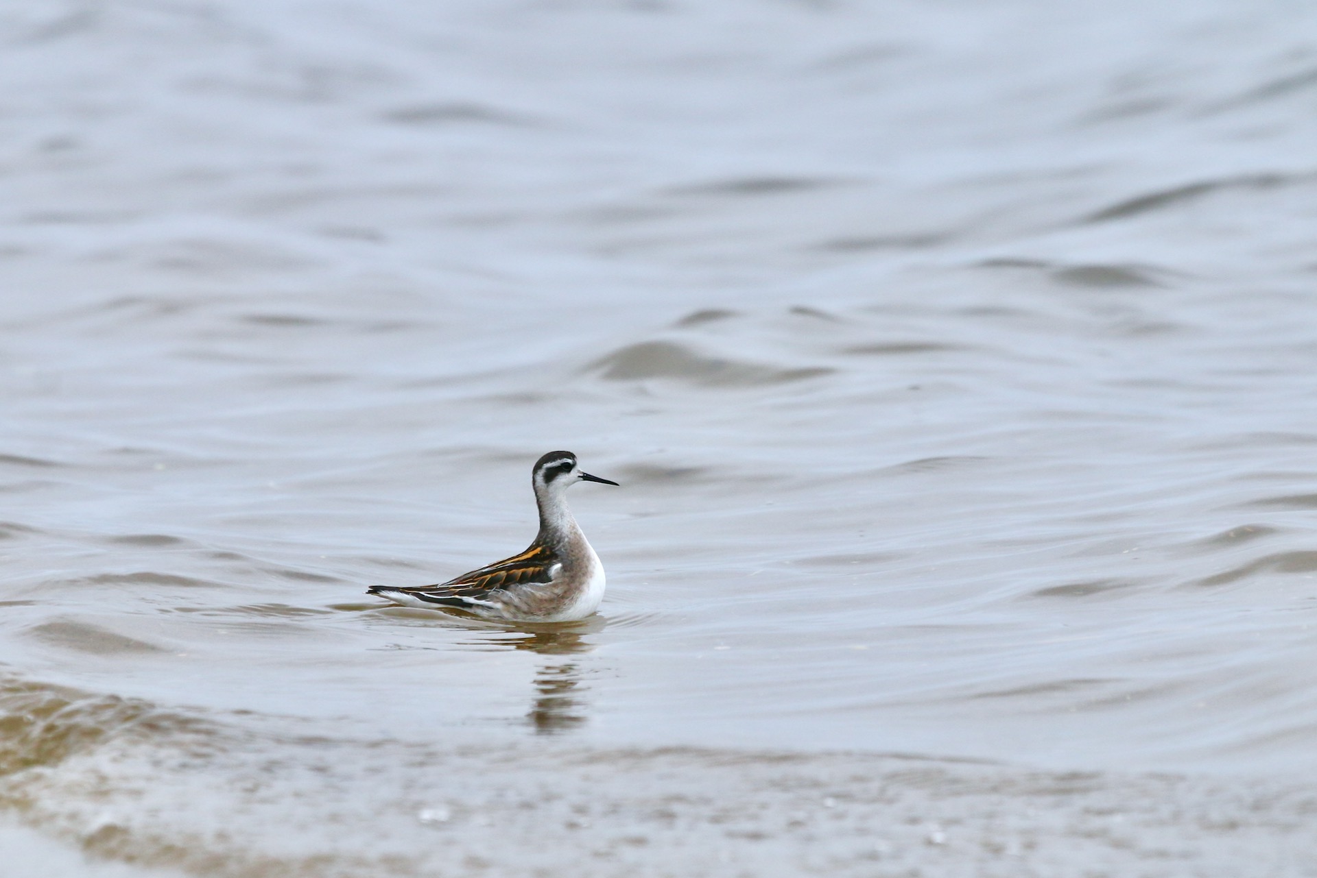 Red-necked Phalarope on the Baltic coast