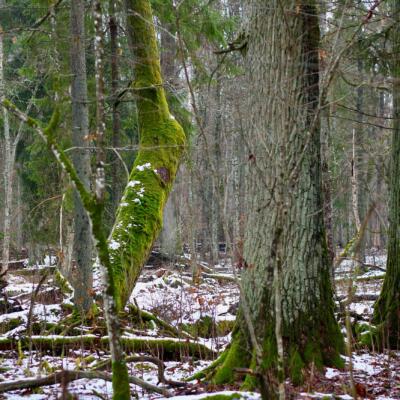 In The UNESCO World Heritage Site, The Strict Protection Area Of The National Park In Białowieża