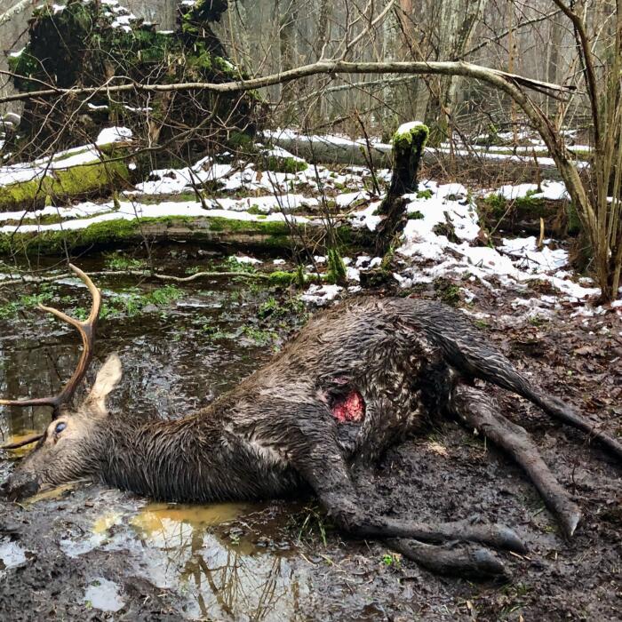 Red Deer Recently Killed By A Pack Of 9 Wolves In The Białowieża Forest