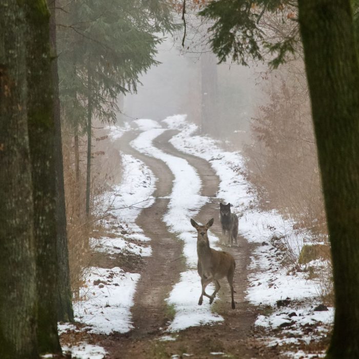 Wolf And Red Deer In The Białowieża Forest