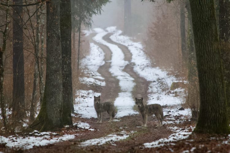 Wolves In The Białowieża Forest