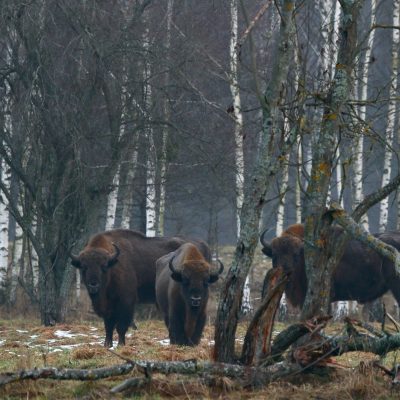 Bison Bulls In The Białowieża Forest