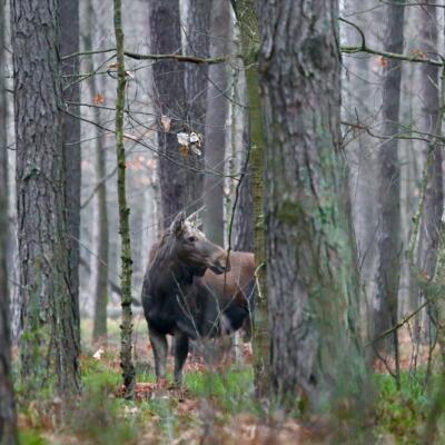 Elk (Moose) In The Biebrza Marshes