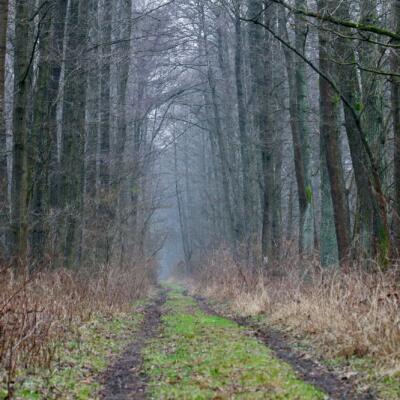 In The Biebrza National Park At Wintertime