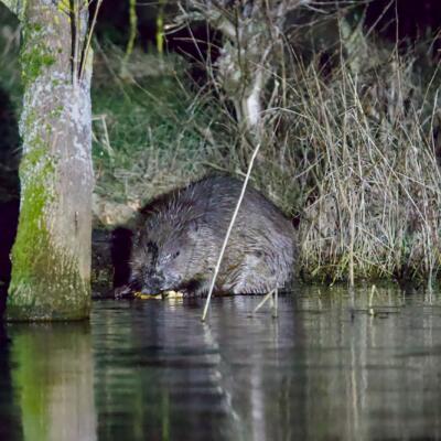 Beaver In The Biebrza Marshes