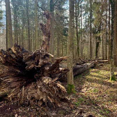 Białowieża Forest In March