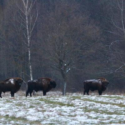 Bison In The Białowieża Forest