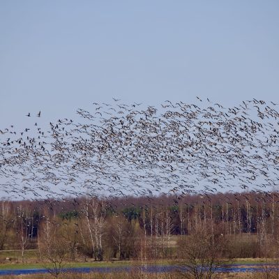 Geese In The Biebrza Marshes In March