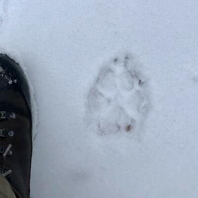 Fresh Wolf Tracks In The Białowieża Forest