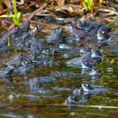 Common Frogs In The Białowieża Forest In March
