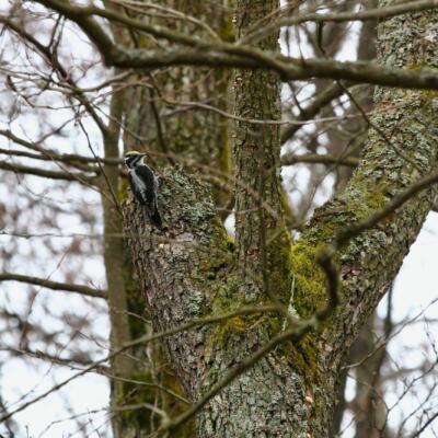 Three-toed Woodpecker In The Białowieża Forest