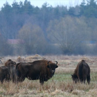 Bison In The Białowieża Forest