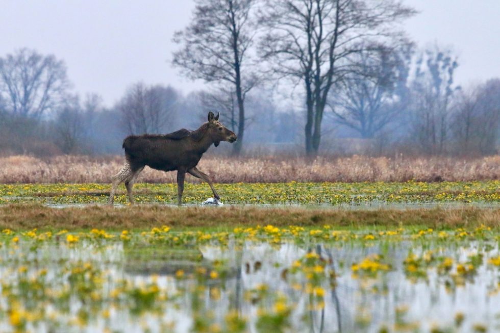 Young Elk (Moose) In The Biebrza Marshes