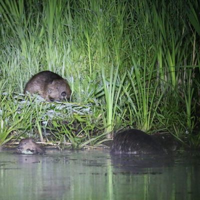 Family Of Beavers In Torchlight, Biebrza Marshes