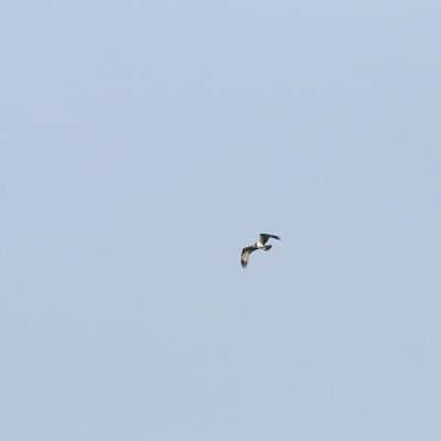 Osprey In The Białowieża Forest