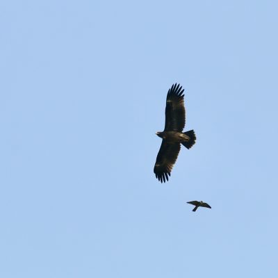 Greater Spotted Eagle Juvenile And A Hobby In The Białowieża Forest