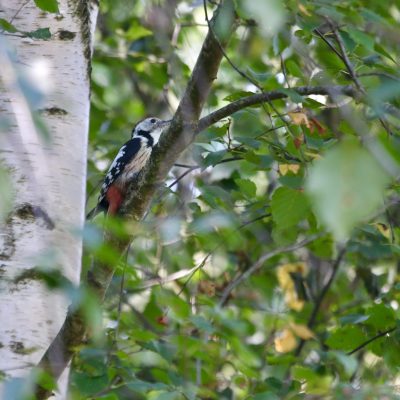 Middle Spotted Woodpecker In The Białowieża Forest